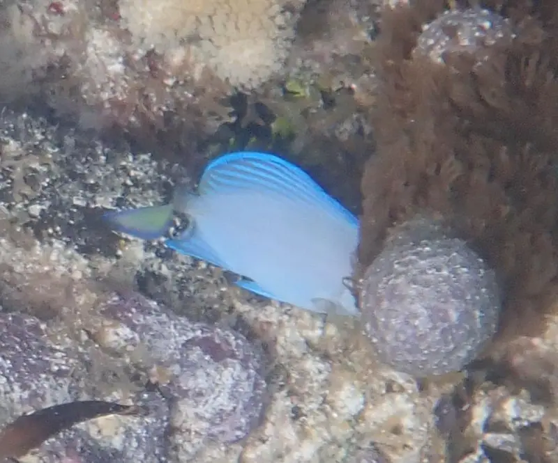 Atlantic blue tang (Acanthurus coeruleus)