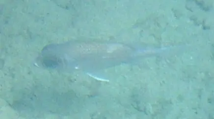 Squirrelfish (Holocentrus adscensionis)