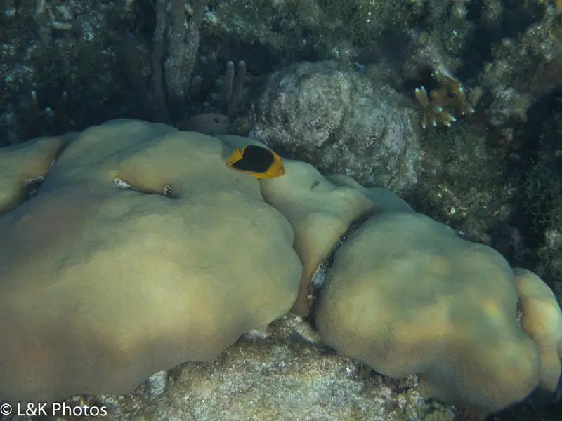 Rock beauty (Holacanthus tricolor)