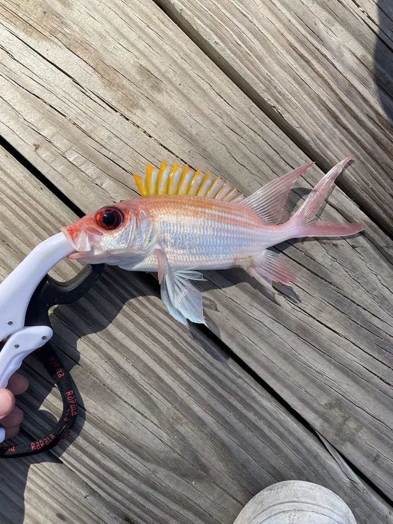 Squirrelfish (Holocentrus adscensionis)