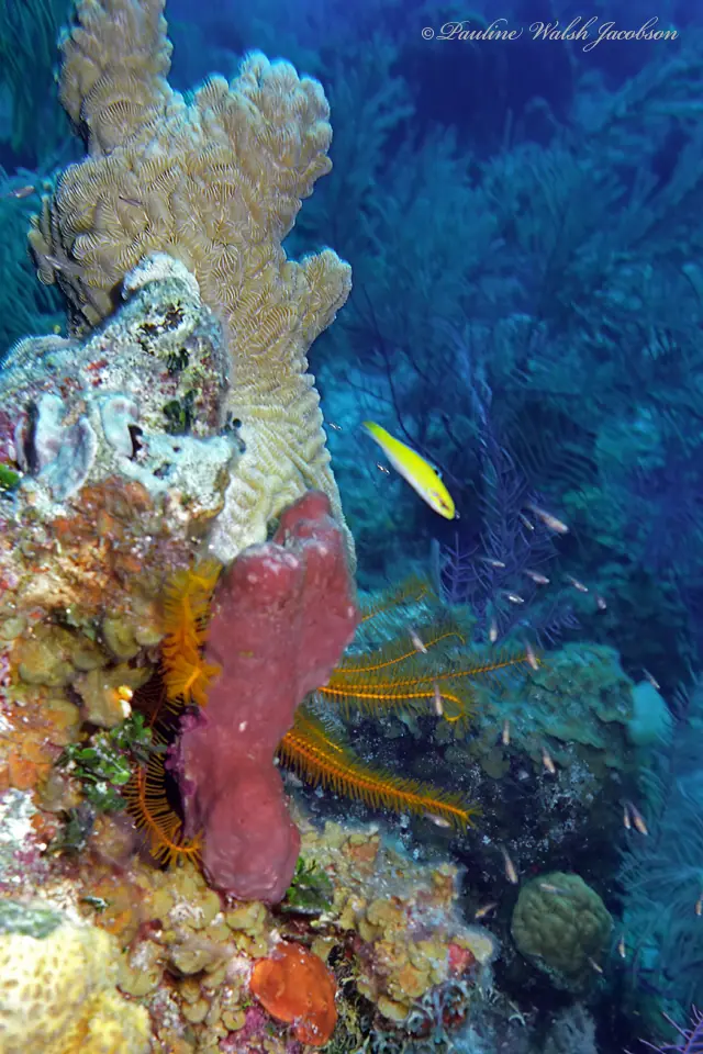 Golden crinoid (Davidaster rubiginosus)