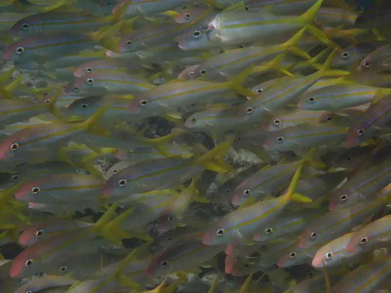 Yellow goatfish (Mulloidichthys martinicus)