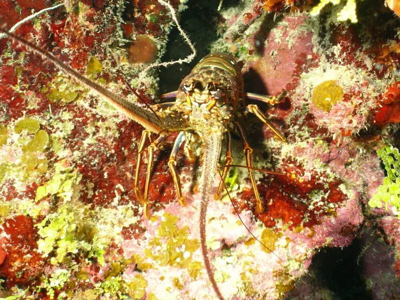 Caribbean spiny lobster (Panulirus argus)