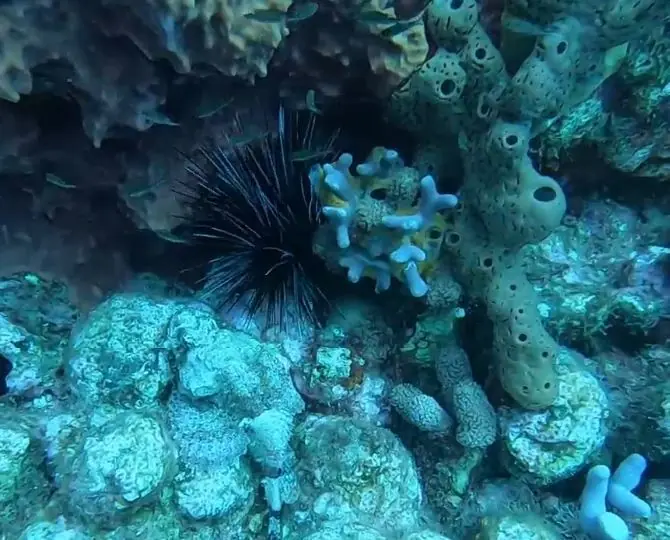 Atlantic long-spined sea urchin (Diadema antillarum)
