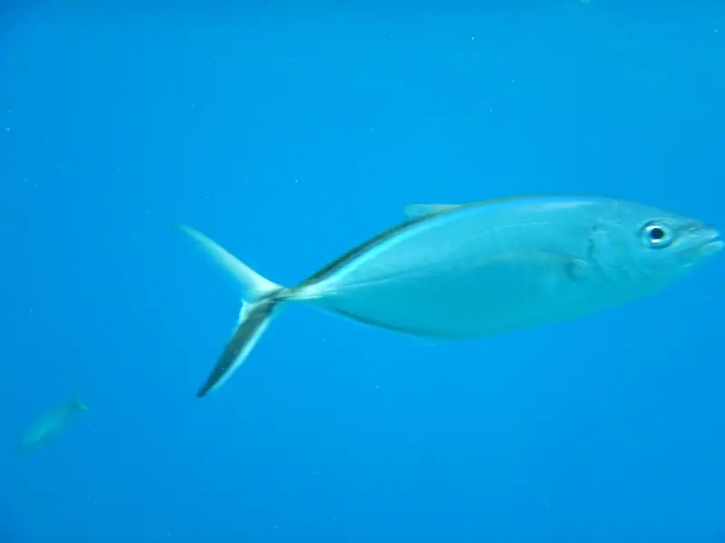 Bar jack (Caranx ruber)