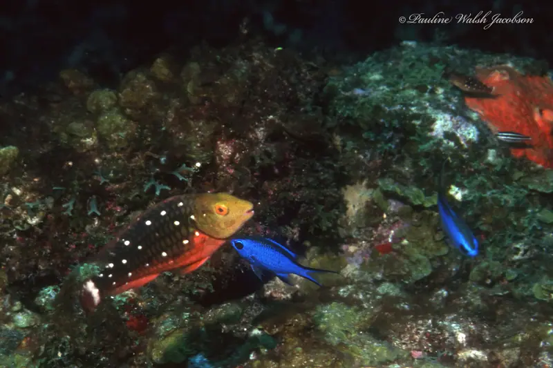 Blue chromis (Azurina cyanea)