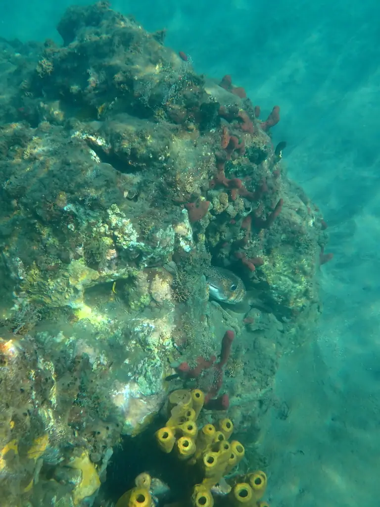 Spotted porcupinefish (Diodon hystrix)