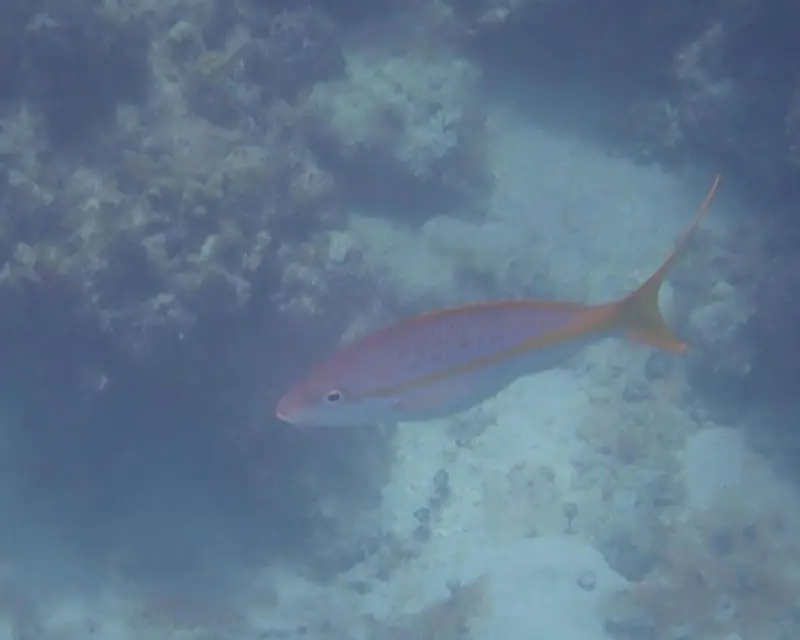 Yellowtail snapper (Ocyurus chrysurus)