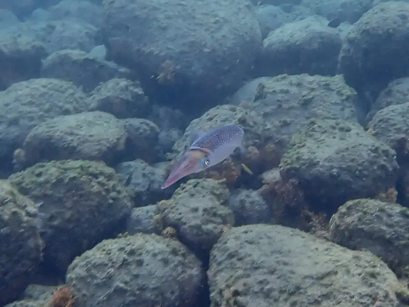 Caribbean reef squid (Sepioteuthis sepioidea)