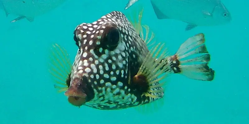 Smooth trunkfish (Lactophrys triqueter)