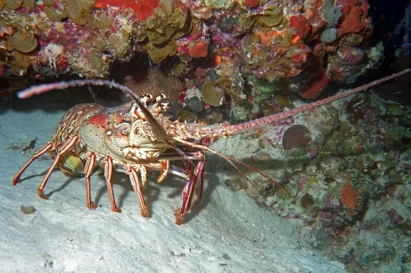 Caribbean spiny lobster (Panulirus argus)
