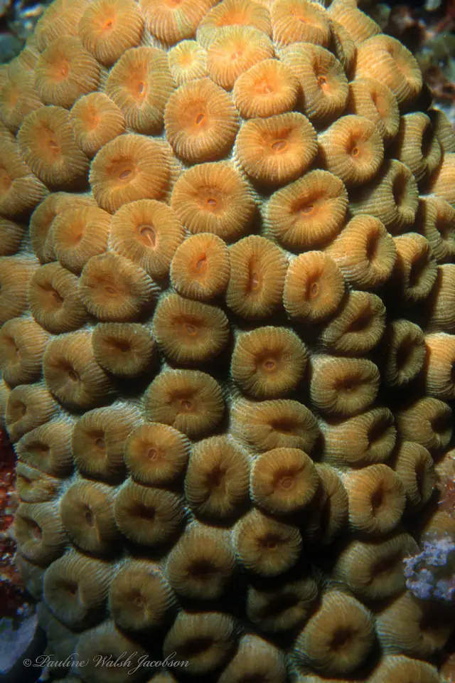Greater star coral (Montastraea cavernosa)