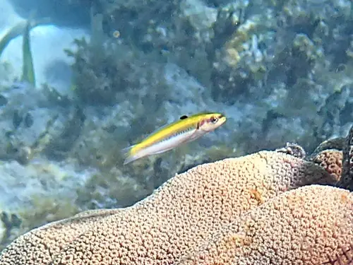 Caribbean bluehead wrasse (Thalassoma bifasciatum)