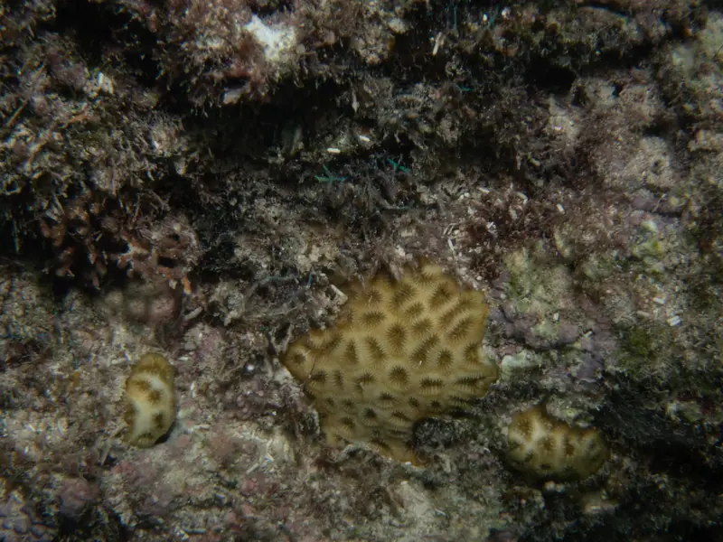 Golf ball coral (Favia fragum)