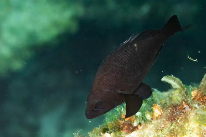 Black hamlet (Hypoplectrus nigricans)