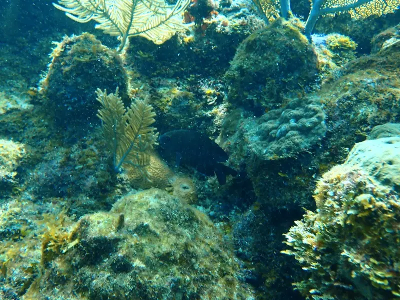 Longfin damselfish (Stegastes diencaeus)