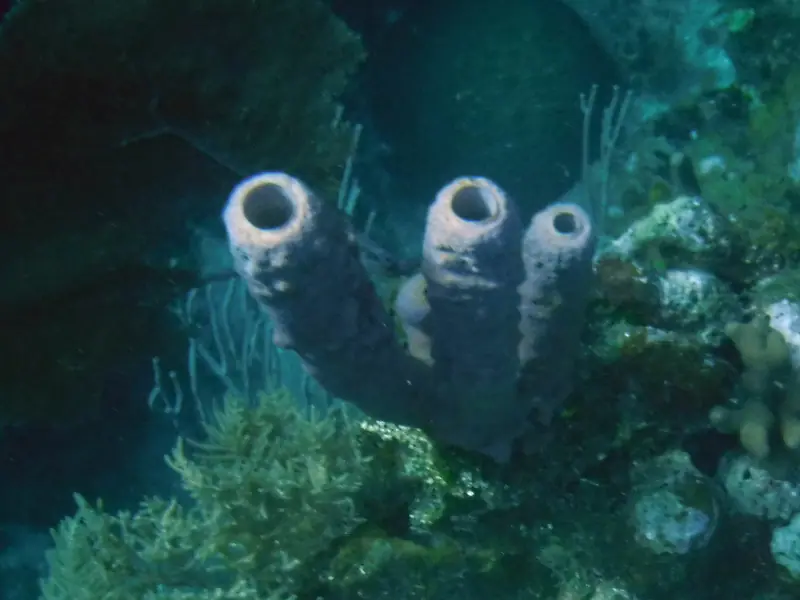 Stovepipe sponge (Aplysina archeri)