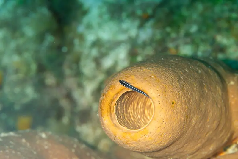 Linesnout goby (Elacatinus lori)