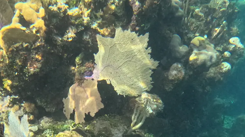 Purple sea fan (Gorgonia ventalina)