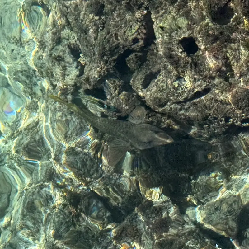 Yellowtail parrotfish (Sparisoma rubripinne)