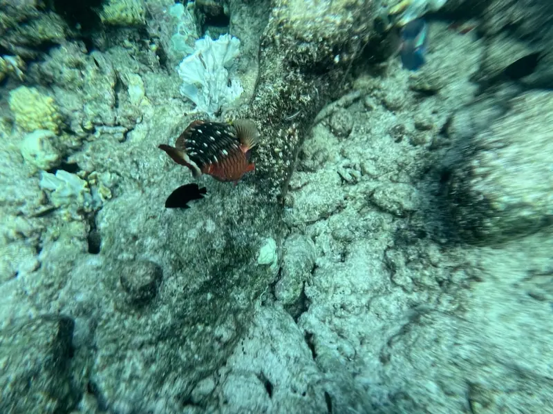 Stoplight parrotfish (Sparisoma viride)