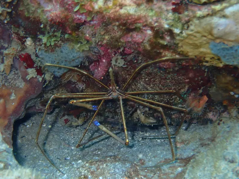 Yellowline arrow crab (Stenorhynchus seticornis)