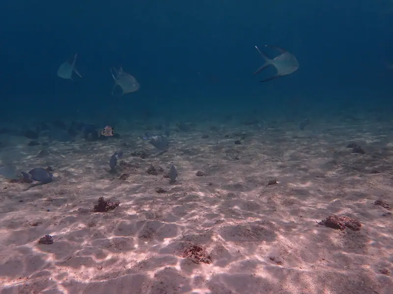 Palometa (Trachinotus goodei)