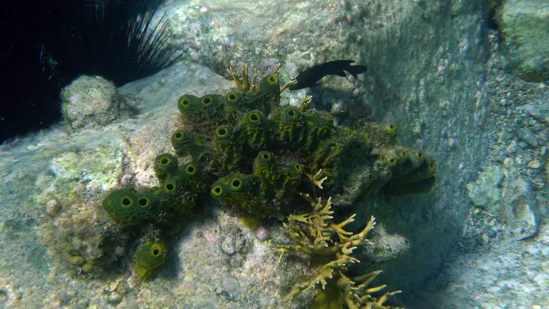Pitted sponge (Verongula rigida)