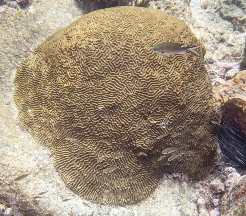 Symmetrical brain coral (Pseudodiploria strigosa)