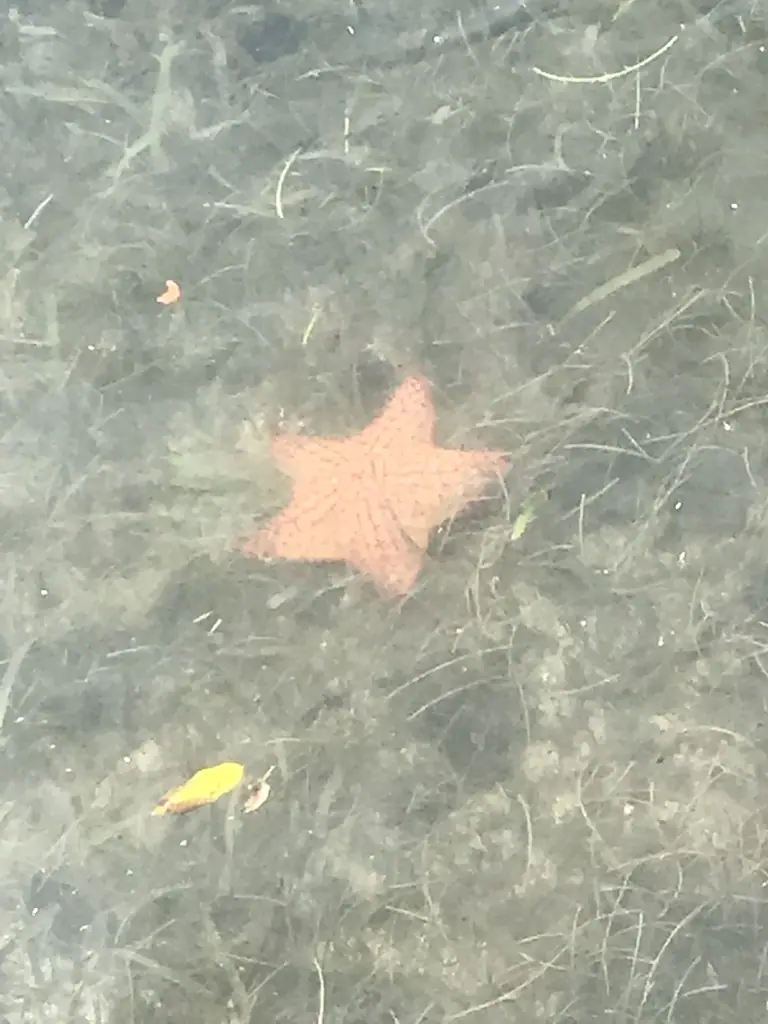 Red cushion sea star (Oreaster reticulatus)