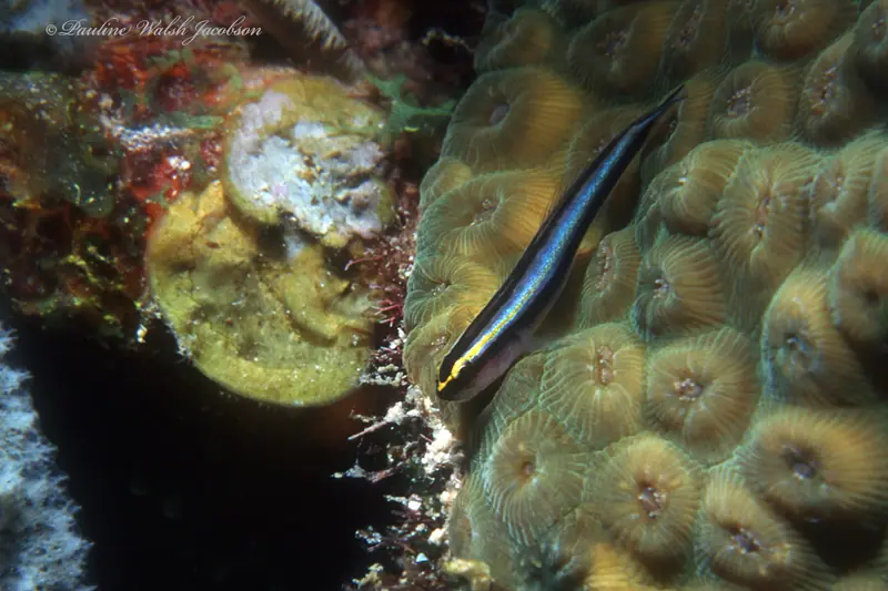Sharknose goby (Elacatinus evelynae)