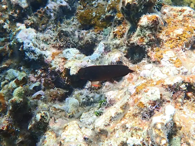 Caribbean redlip blenny (Ophioblennius macclurei)