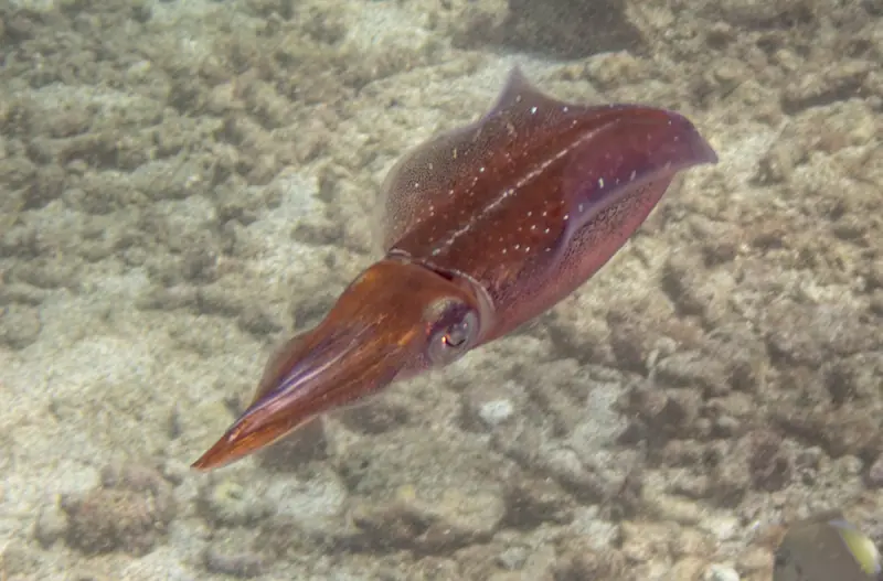 Caribbean reef squid (Sepioteuthis sepioidea)