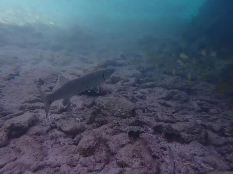 Great barracuda (Sphyraena barracuda)