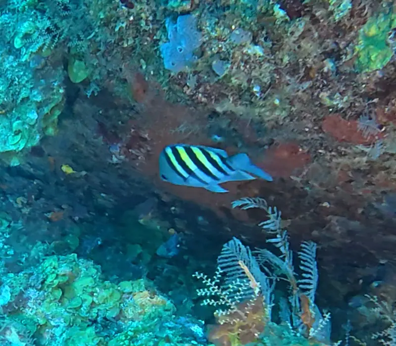 Atlantic sergeant major (Abudefduf saxatilis)