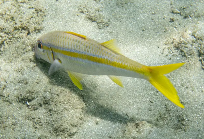 Yellow goatfish (Mulloidichthys martinicus)