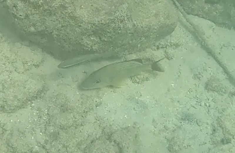 Bluestriped grunt (Haemulon sciurus)