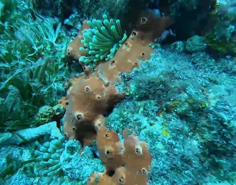 Giant anemone (Condylactis gigantea)