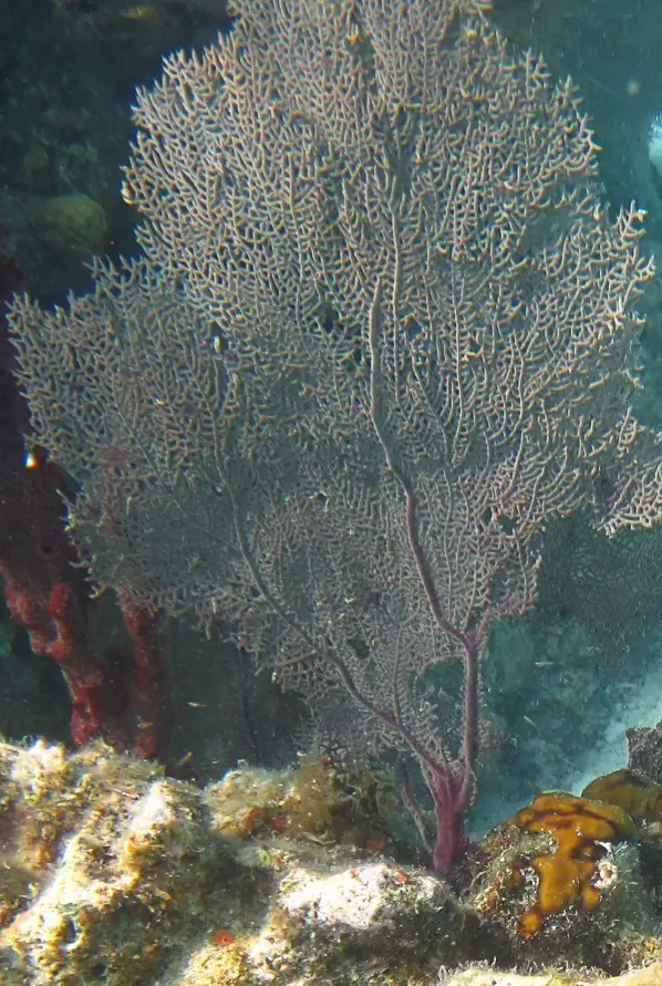 Purple sea fan (Gorgonia ventalina)