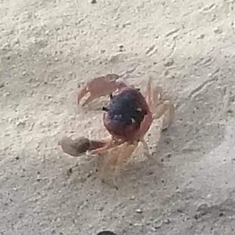 Blackback land crab (Hartnollius lateralis)