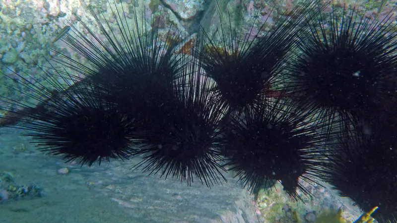 Atlantic long-spined sea urchin (Diadema antillarum)
