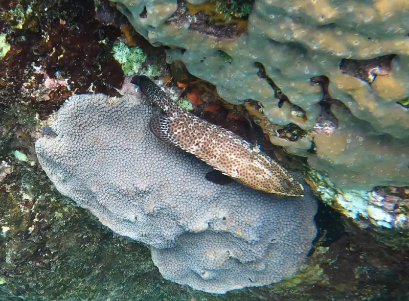 Graysby (Cephalopholis cruentata)