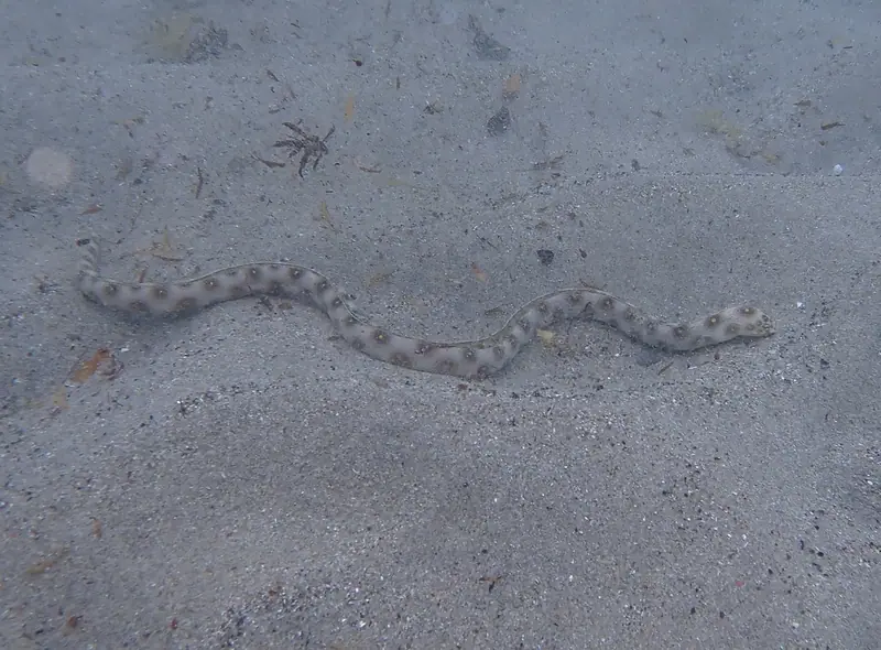 Goldspotted eel (Myrichthys ocellatus)