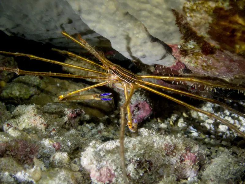 Yellowline arrow crab (Stenorhynchus seticornis)