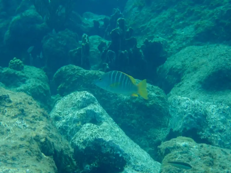 Schoolmaster snapper (Lutjanus apodus)