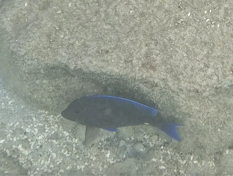 Atlantic blue tang (Acanthurus coeruleus)