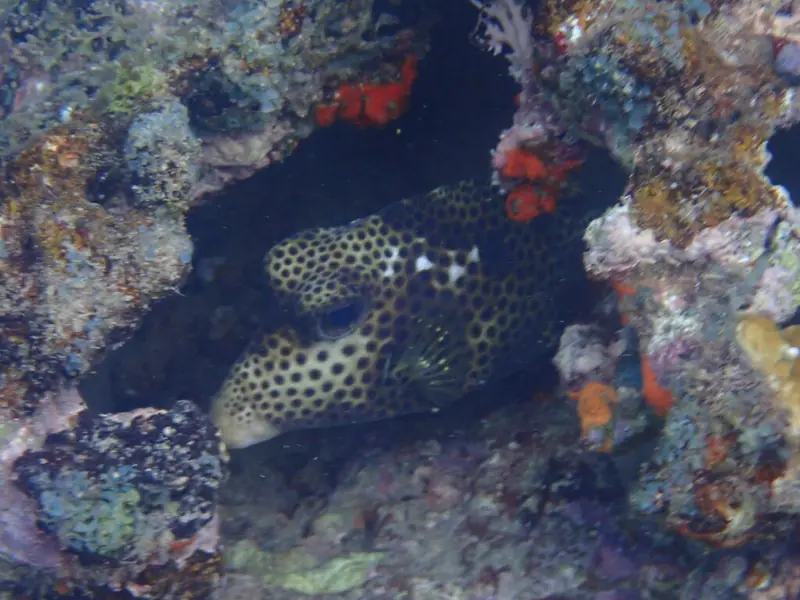 Spotted trunkfish (Lactophrys bicaudalis)