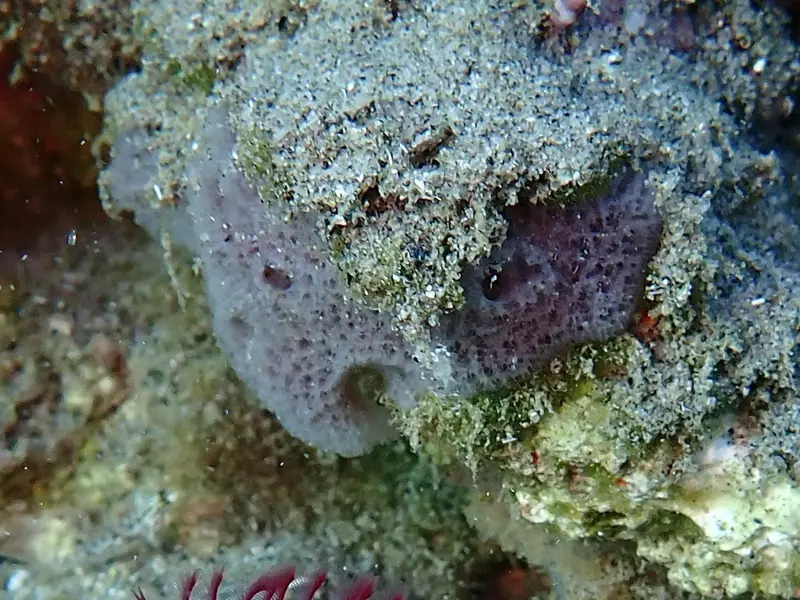 Lavender rope sponge (Niphates erecta)