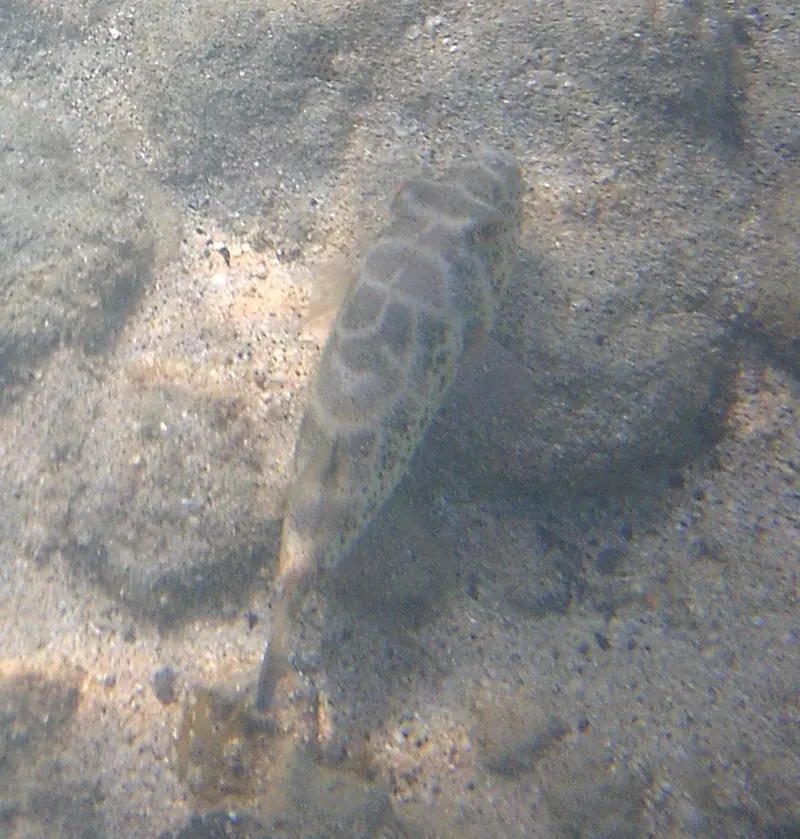 Checkered puffer (Sphoeroides testudineus)