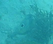 Four-eyed butterflyfish (Chaetodon capistratus)